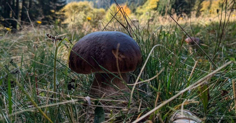 Pourquoi Tapoter les Champignons : Équilibre Ecosystème et Raisons Pratiques