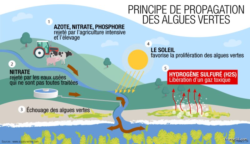 Qu'est-ce qui empêche la prolifération des algues ? Les mécanismes naturels et techniques décryptés pour sauver nos eaux