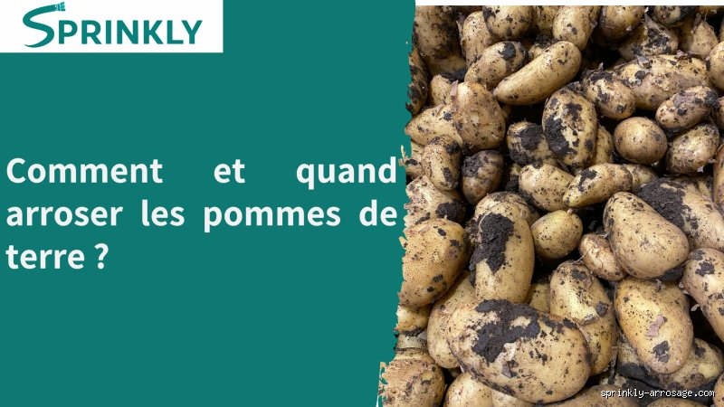Quand arrêter d'arroser les pommes de terre pour garantir une récolte exceptionnelle et une conservation optimale ?