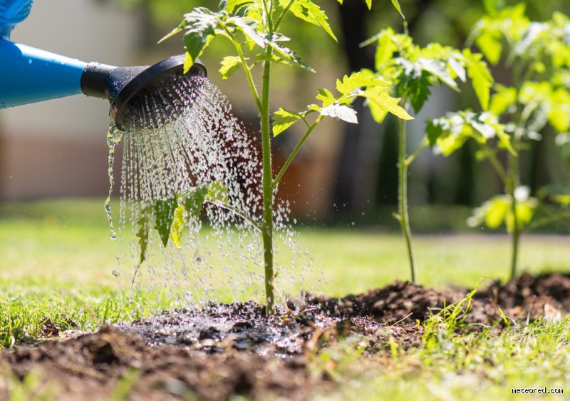 Quand arroser en cas de forte chaleur pour préserver son jardin ?