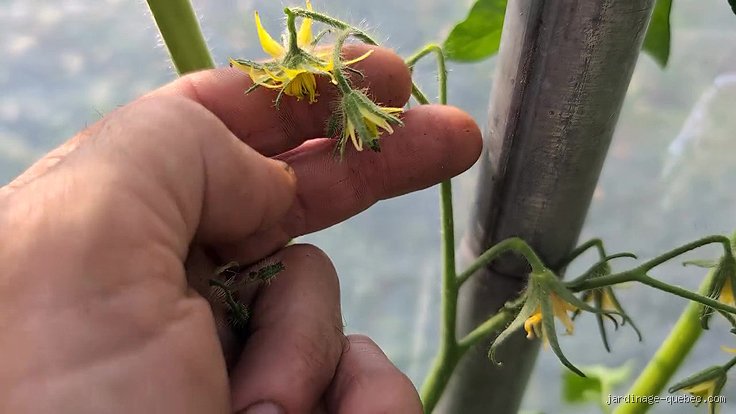 Quand enlever les fleurs des tomates ?