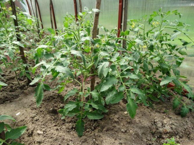 Quand enlever les premières feuilles des tomates ? Découvrez le bon moment !