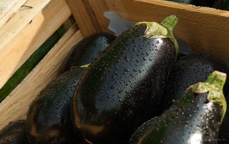 Quand etêter les aubergines pour des fruits plus gros et plus goûteux ?