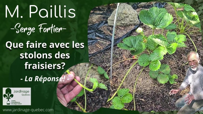 Quand les fraisiers font des stolons ?