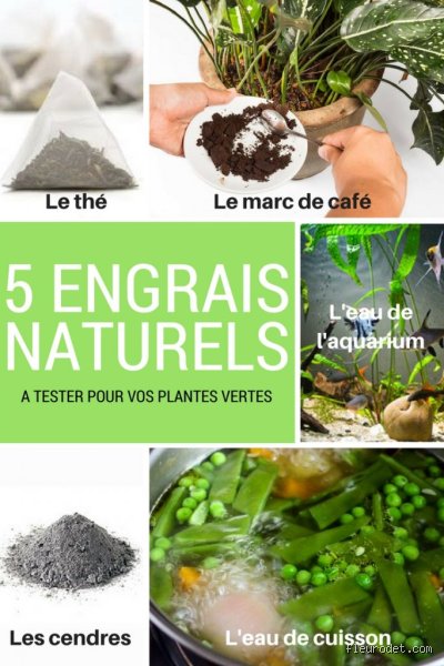 Quand mettre de l'engrais pour plantes vertes ?