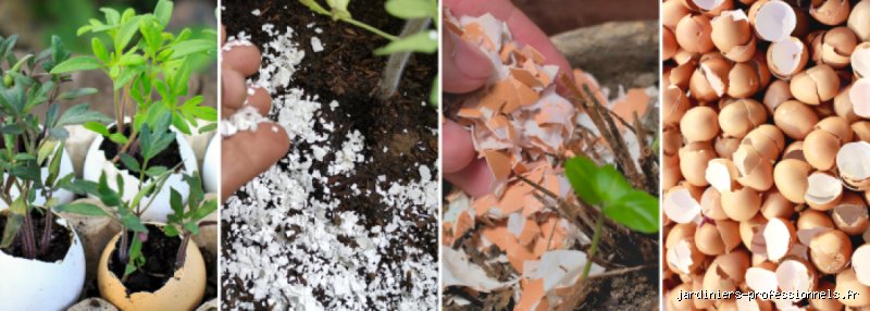 Quand mettre des coquilles d'œuf dans le jardin pour maximiser l'apport en calcium de vos sols ?