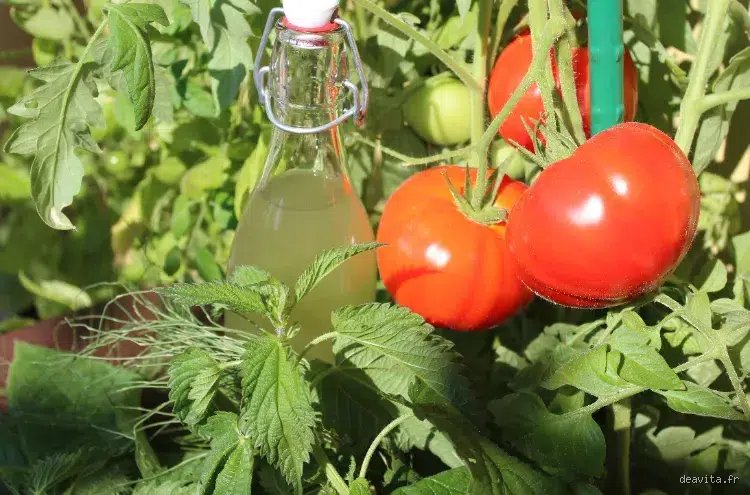 Quand mettre du purin d'ortie au pied des tomates ?