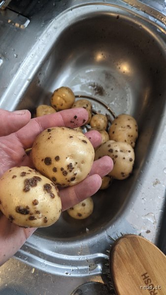 Que deviennent les pommes de terre si on ne les déterre pas au bon moment dans votre potager ?