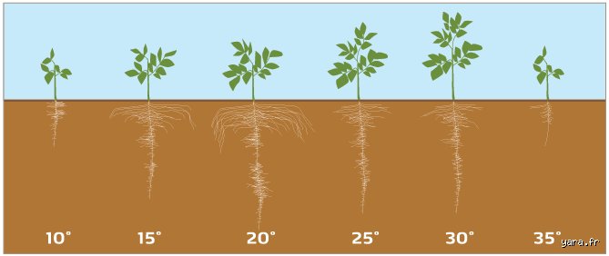 Que faire des pommes de terre qui développent des racines : manger, planter ou jeter vos tubercules germés ?