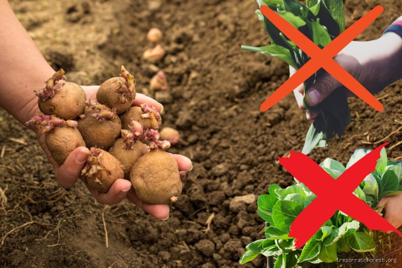 Que ne faut-il pas planter à côté des pommes de terre pour sauver votre récolte et éviter les désastres au potager ?