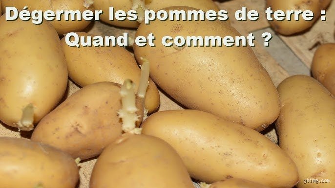 Que se passe-t-il si je ne déterre pas mes pommes de terre : les conséquences réelles d'un oubli au potager