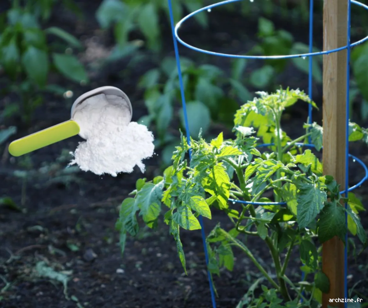 Quel bicarbonate mettre au pied des tomates ? Le secret d’un jardin en santé !