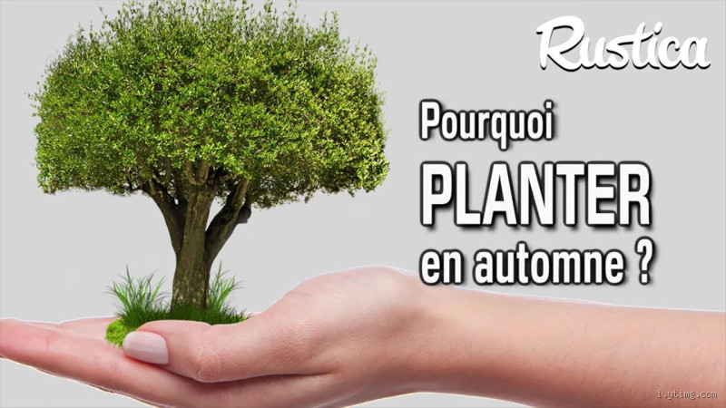 Quel est l’arbre le plus économe en eau ? Vous allez être surpris…