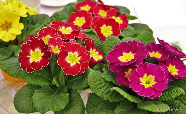 Quel nom signifie primevère ? Guide complet sur les prénoms et l’étymologie de la première fleur du printemps