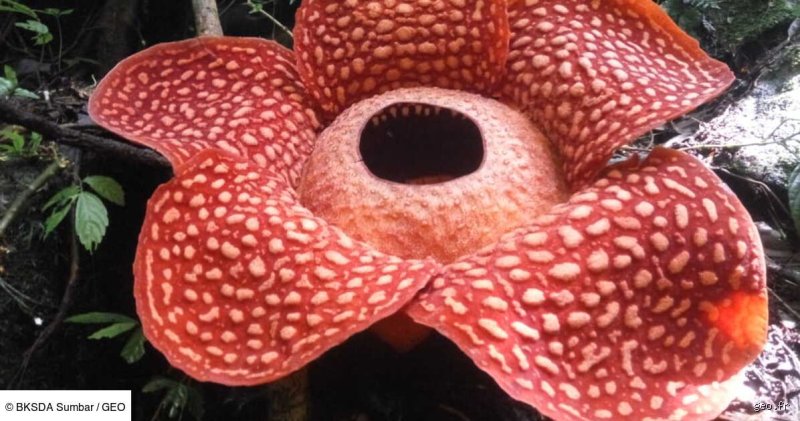 Quelle est la fleur la plus importante du monde ?