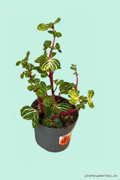 Quelle est la plante connue sous le nom de Guérison universelle ? L'énigme végétale derrière le Panax Ginseng et ses secrets