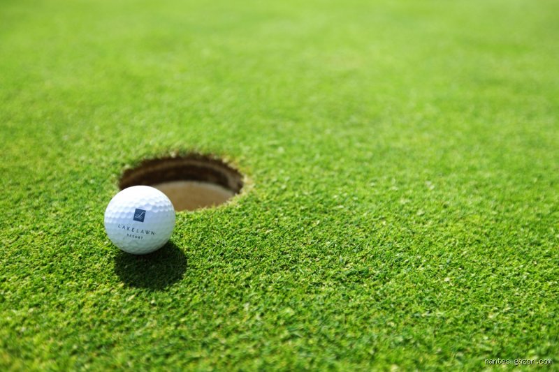 Quelle herbe pour Green de golf : Le guide technique du gazon de haute précision