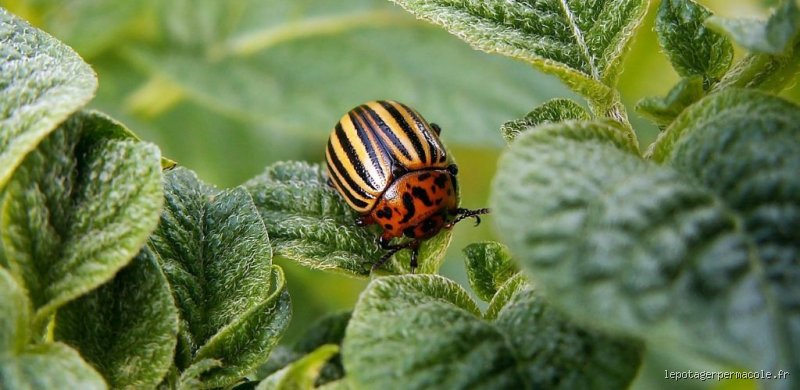 Quelle odeur les doryphores détestent-ils vraiment pour protéger vos précieuses récoltes de pommes de terre ?
