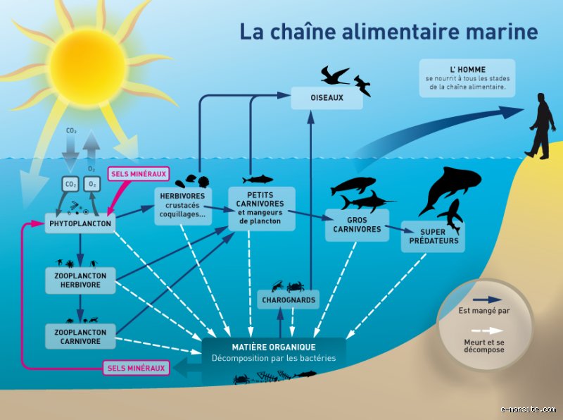 Quelle substance est impliquée dans le développement des algues ? Le rôle complexe du phosphore et de l'azote expliqué par les experts