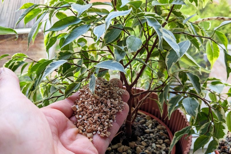 Quelles plantes bénéficient de la vermiculite ? Le guide complet pour transformer votre substrat et booster la croissance