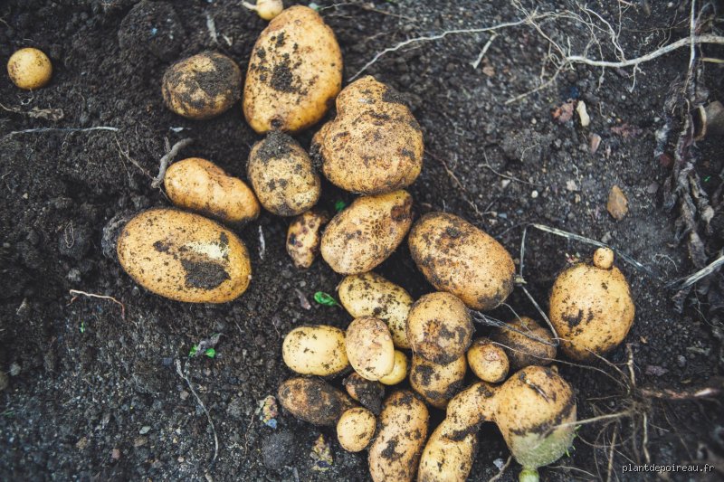 Quelles sont les erreurs à éviter lors de la culture des pommes de terre pour garantir une récolte exceptionnelle ?