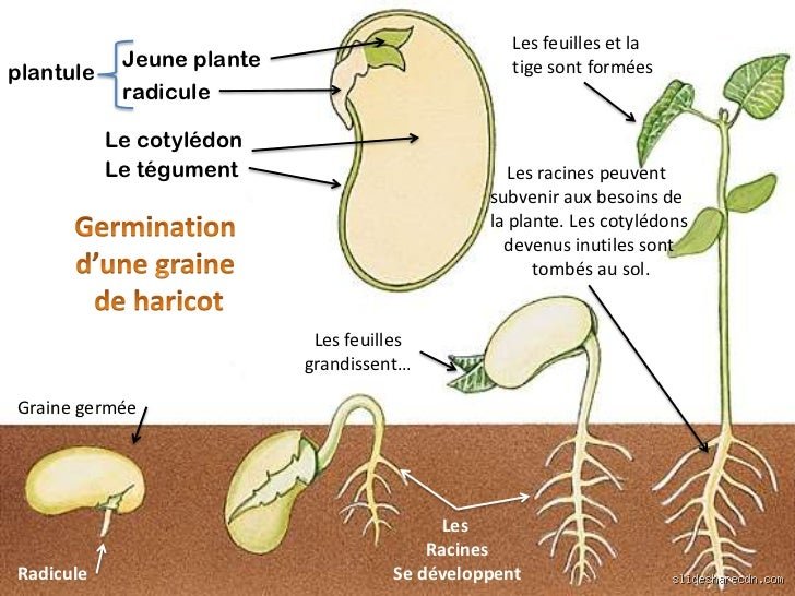 Les deux facteurs clés pour une germination réussie des graines