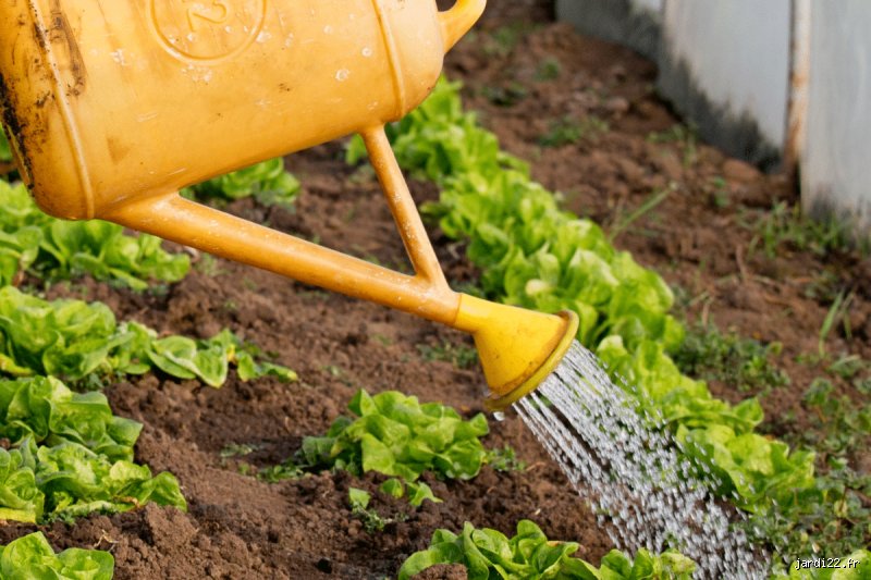 Quels sont les légumes à arroser tous les jours pour éviter le désastre au potager ?