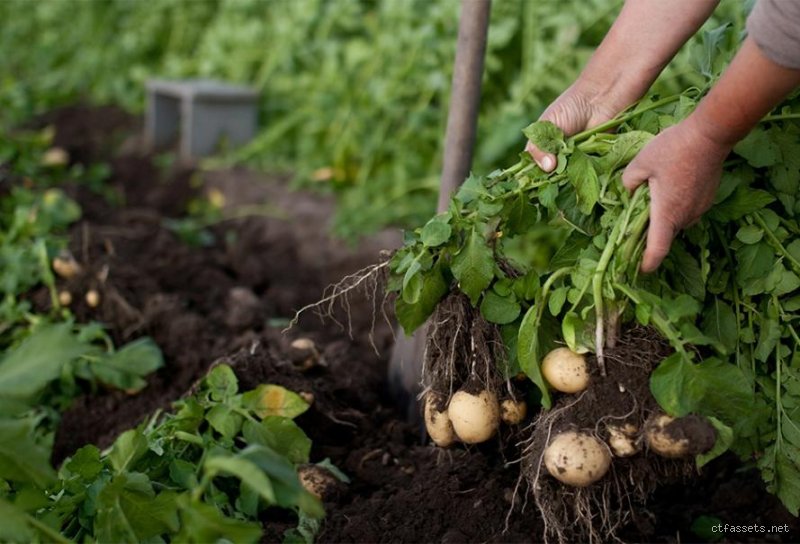 Vaut-il mieux déterrer les pommes de terre ou les laisser en terre ? Le guide ultime pour trancher enfin le débat