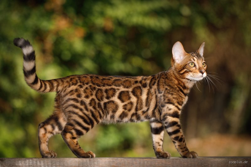 Sind Bengalkatzen zutraulich?