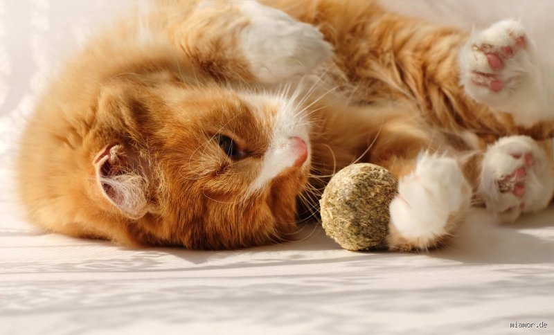 Was beruhigt Katzen natürlich? Der große Leitfaden für gestresste Samtpfoten und ihre ratlosen Besitzer