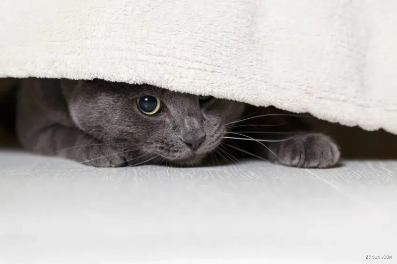 Was kann man machen, wenn die Katze Angst hat?