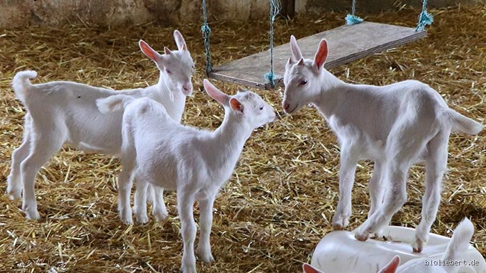 Wie heißen Kinder Ziegen eigentlich genau? Der ultimative Ratgeber zur Nomenklatur und Aufzucht kleiner Meckerer