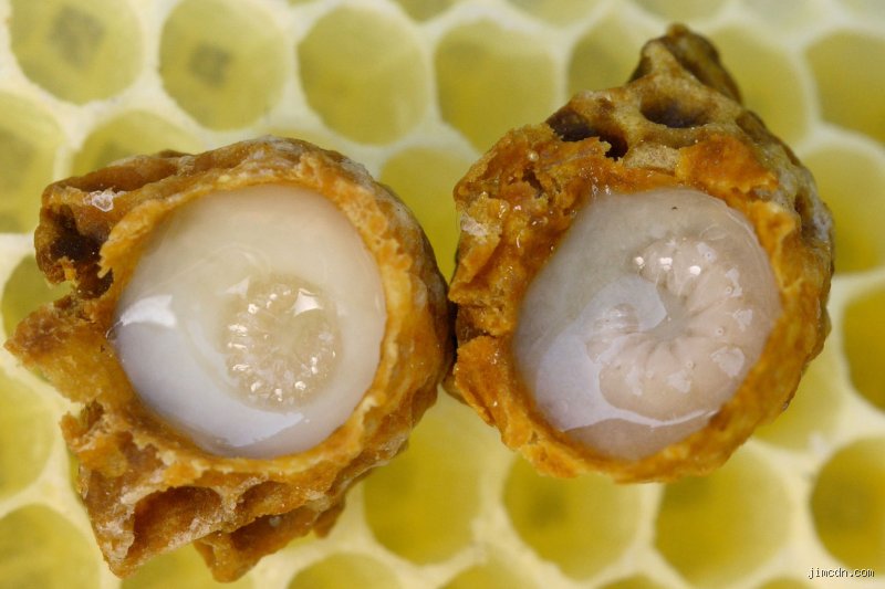 Wie legt die Königin Eier? Das verborgene biologische Hochleistungsspektakel im Herzen des Bienenstocks