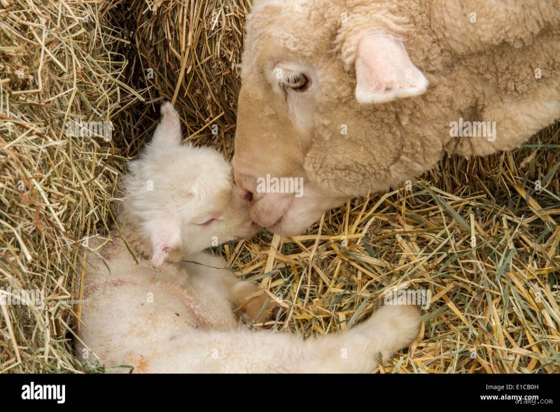 Wie nennt man das Baby von einem Schaf?