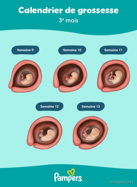 Naviguer dans les 3 premiers mois de grossesse : Le guide honnête de ce qu'il faut vraiment faire