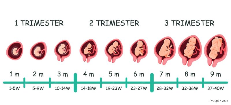 Quelle est la taille d'un fœtus de 1 mois ? Tout ce qu'il faut comprendre sur les premiers stades