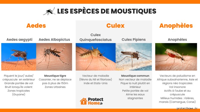 Comment on dit Moustique en créole ? Le guide complet des sonorités antillaises