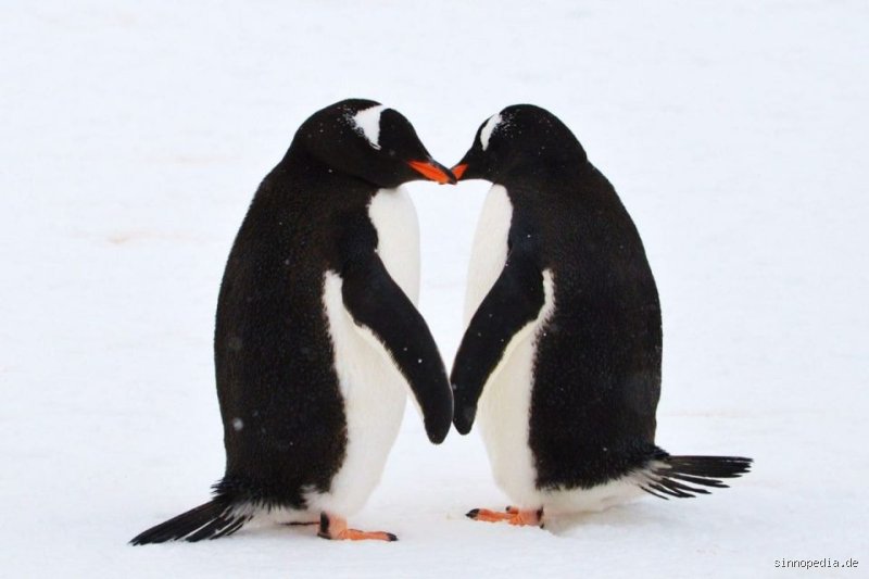 Was ist das Tier der Liebe?