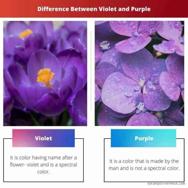 Ist Violett gleich Lila?