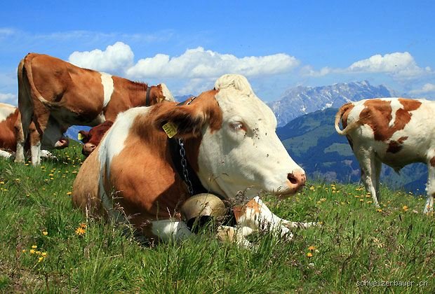 Wie viele Kühe hat der größte Bauer in Österreich?
