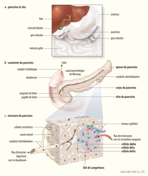 Où palper le pancréas ?