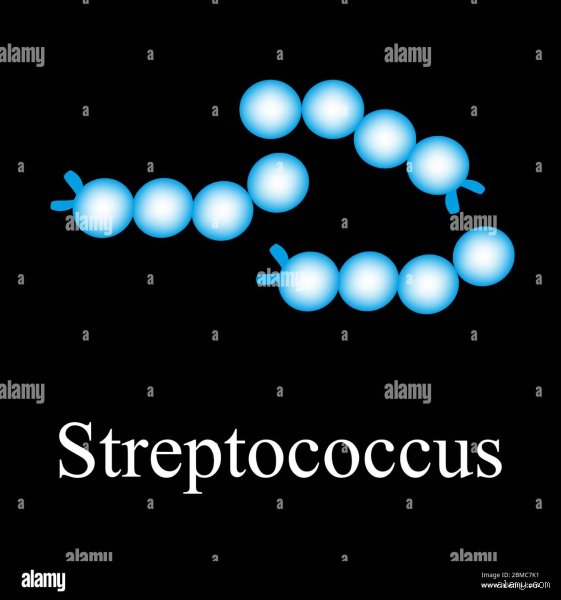 Où se trouve le streptocoque ? Tout ce qu'on ne vous dit pas sur ces bactéries omniprésentes