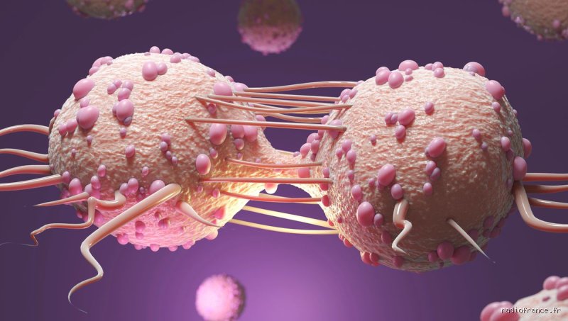 Pourquoi le cancer revient toujours ?