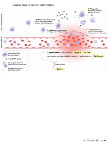 Quel bilan pour l'inflammation ?
