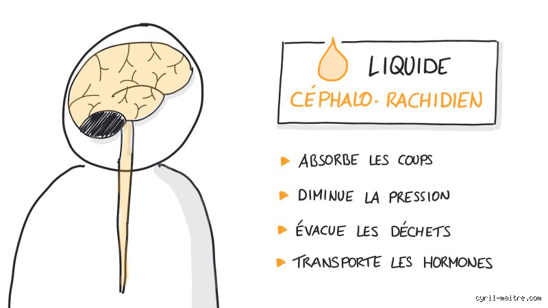Quel est le liquide qui protège le cerveau ?