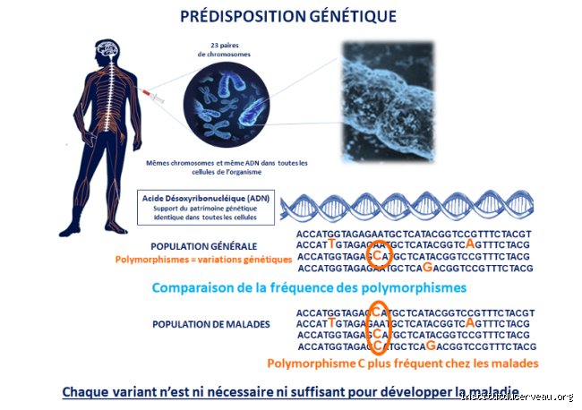 Qui transmet le gène de l'autisme ?