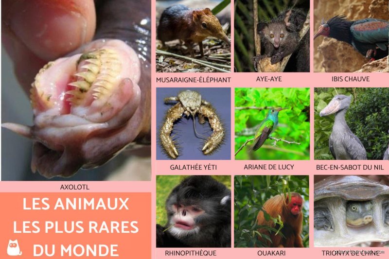 Qu'est-ce qui est extrêmement rare ? La traque scientifique et économique de l'exceptionnel