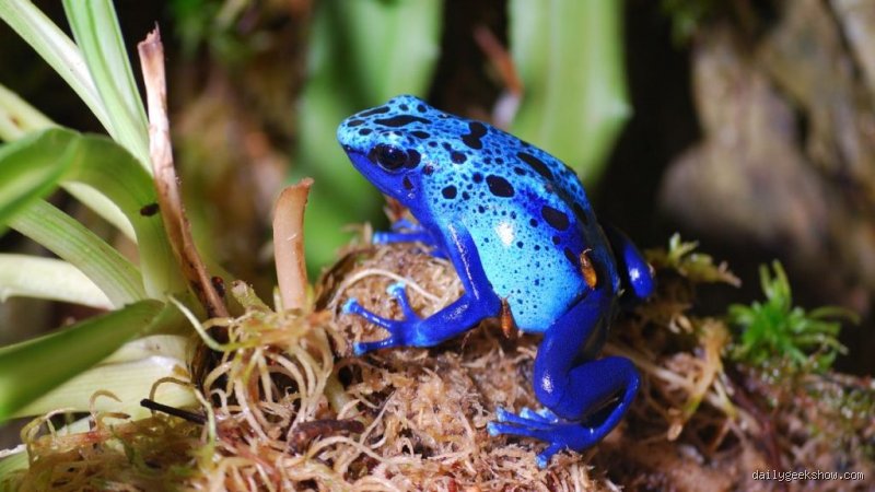 Quelle est la couleur la moins courante dans la nature ? Enquête sur le mystère du bleu véritable et de sa rareté biologique