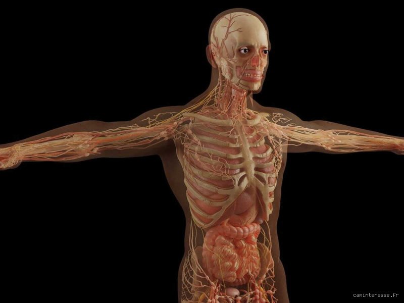 Quelle partie du corps continue de croître même après la mort ? La vérité biologique derrière un mythe tenace