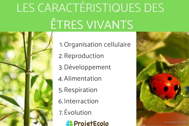 Quelles sont les 4 caractéristiques de la vie ? Enquête aux frontières de la biologie moderne